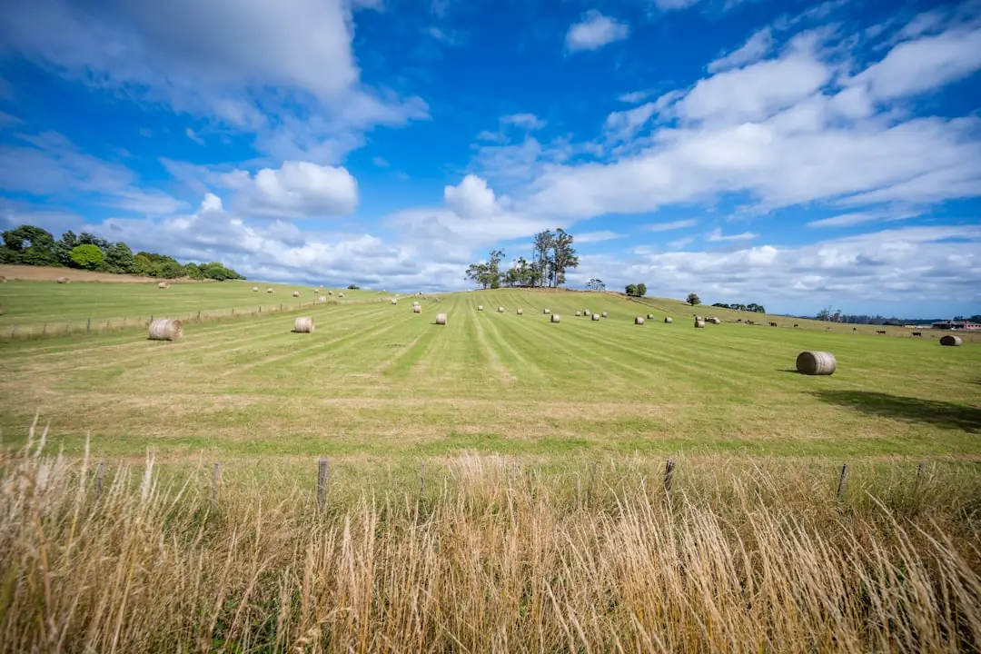 Buying Land at Tax Deed Auction: What You Need to Know