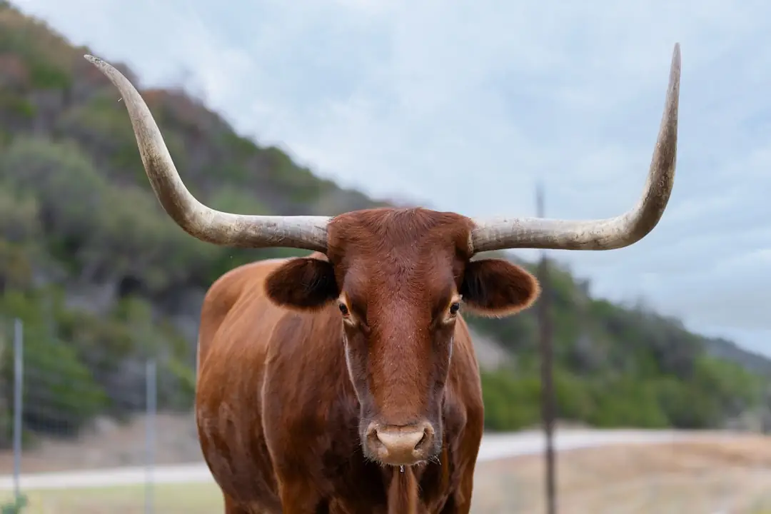 Texas Hill Country vs South Carolina Lowcountry Land Values
