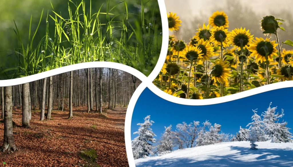 four season collage
