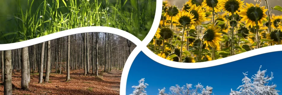 four season collage