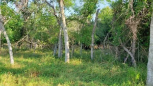135 Co Rd 6721 Natalia, TX 78059