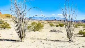 Terlingua, TX, 79852