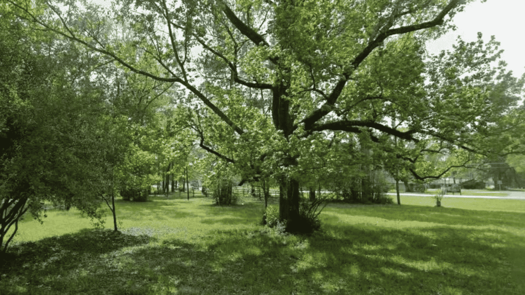 1.23 Acres Conroe Texas