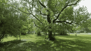 Whispering Pines Dr, Conroe, TX, 77302