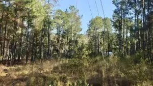 Hwy 34, Effingham, SC, 29541 Hwy 34, Effingham, SC, 29541