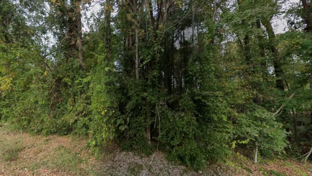 2 Lots in 1 | 1 Acre Total with Road Frontage in Lancaster SC image 4