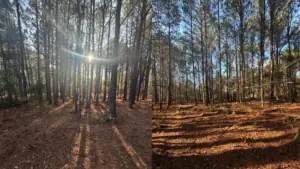 713 Branch Rd, Timmonsville, SC 29161