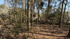 Rosemary Rd, Yemassee, SC 29945