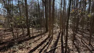 Rosemary Rd, Yemassee, SC 29945