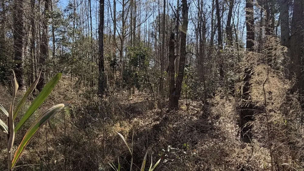 33,541 SqFt Land for Sale in Yemassee SC image 5