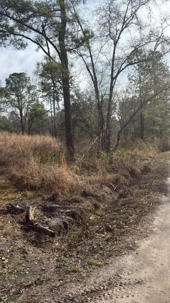 2-Lot Combo Land for Sale in Pineland, SC image 1